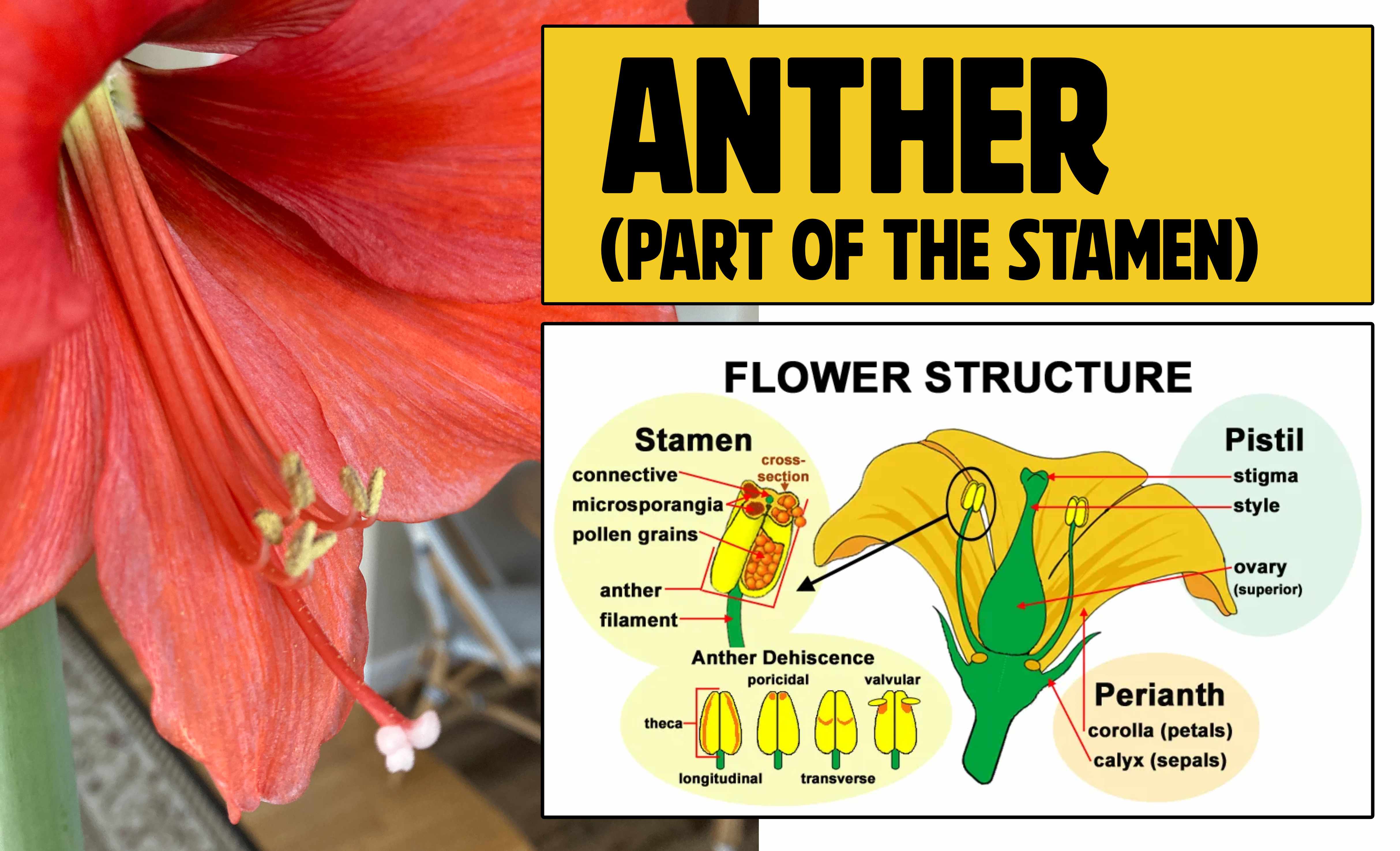 Anther, part of the stamen